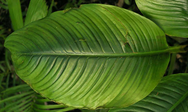 LeavesTropical0218 - Free Background Texture - tropical leaf big plant green alpha masked